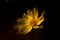 A bright yellow sunlit Margueritte, or Paris Daisy against a dark background, using a shallow depth of field