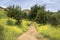 Bright Yellow Superbloom of Wildflowers with Trail and Hills