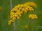 Bright yellow tansy flowers, closeup - Tanacetum vulgare
