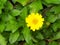 Bright Yellow trailing daisy groundcover