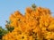 Bright yellow tree - early autumn season