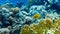 Bright Yellow Tropical Fish In The Ocean. Saltwater Fish In The Sea Near Coral Reef. Branching Fire Coral