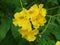 The bright yellow trumpetbush flowers at full bloom