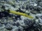 Bright Yellow Trumpetfish Underwater in Hawaii