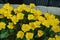 Bright Yellow Tulip Blossoms And Foliage