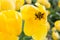 Bright yellow tulip, close up, with petals open to expose a dark start shaped center