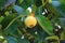 Bright yellow unripe Mangosteen fruit amongst dark green leaves on the tree, Rayong Province