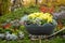 Bright yellow varietal chrysanthemums in a big pot with background of a bright flowerbed in park. Floral decor of chrysanthemums