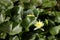 Bright yellow water lily opened in the sun in a pond. Summer relax in a countryside.