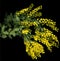 Bright yellow wattle flowers