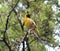 Bright yellow weaver bird on guard