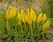Bright yellow  western skunk cabbage flowers, selective focus