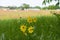 Bright yellow Whorled Tickseed flowers