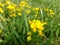 Bright yellow wild flower in a meadow. Bird`s-foot Trefoil, Lotus corniculatus.
