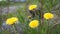 Bright yellow wild flowers on the wind