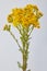 Bright yellow wildflowers Senecio vernalis, Asteraceae isolated on white background.