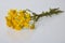 Bright yellow wildflowers Senecio vernalis, Asteraceae isolated on white background.