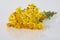 Bright yellow wildflowers Senecio vernalis, Asteraceae isolated on white background.