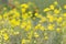 Bright yellow wildflowers Senecio vernalis, Asteraceae on spring  mountain meadow