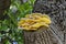 Bright yellow wood fungus on a stump in the forest