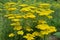 Bright yellow yarrow, Achillea filipendulina Cloth of Gold, flowering in a garden