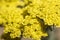 Bright yellow Yarrow flowers