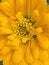 Bright Yellow Zinnia Flower in Summer in August