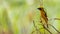 Bright and yellowish male Asian Golden Weaver perching on dried perch, looking into a distance