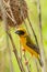 Bright and yellowish male Asian Golden Weaver perching on dried perch near its nest