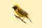 Bright and yellowish male Asian Golden Weaver perching on perch isolated on pale yellowish background