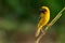 Bright and yellowish male Asian Golden Weaver perching on perch, looking into a distance