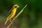 Bright and yellowish male Asian Golden Weaver perching on perch, looking into a distance