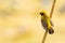 Bright and yellowish male Asian Golden Weaver perching on perch, looking into a distance