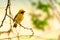 Bright and yellowish male Asian Golden Weaver perching on perch, looking into a distance