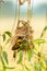 Bright and yellowish male Asian Golden Weaver perching on perch near its nest