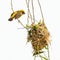 Bright and yellowish male Asian Golden Weaver perching on perch near its nest