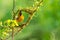 Bright and yellowish male Asian Golden Weaver weaving its nest during spawning season