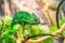 Bright Yemeni chameleon in green color