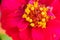 bright zinnia flower close up