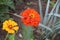 Bright zinnia in the garden