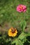 Bright zinnia in the garden