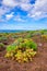 Brightful cactuses in Tenerife on Canary Islands