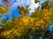 Brightly backlit golden and yellow foliage on a beautiful, bright blue day