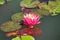 Brightly blooming pink water lily among large green leaves.