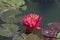 Brightly blooming pink water lily among large green leaves.