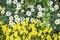 Brightly blooming summer flowers on lawn or meadow. Seasonal background for different topics