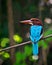 Brightly blue colored Indian Kingfisher bird sitting on a dry branch of tree