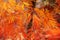 Brightly colored autumnal color of a Japanese sliced maple Japanese maple with orange yellow red maple leaves