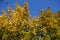 Brightly colored autumnal foliage of maple against the sky in October