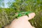 Brightly colored chameleon on human hand in Cape Town, South Africa